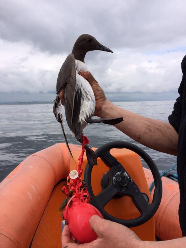 bird caught in balloon